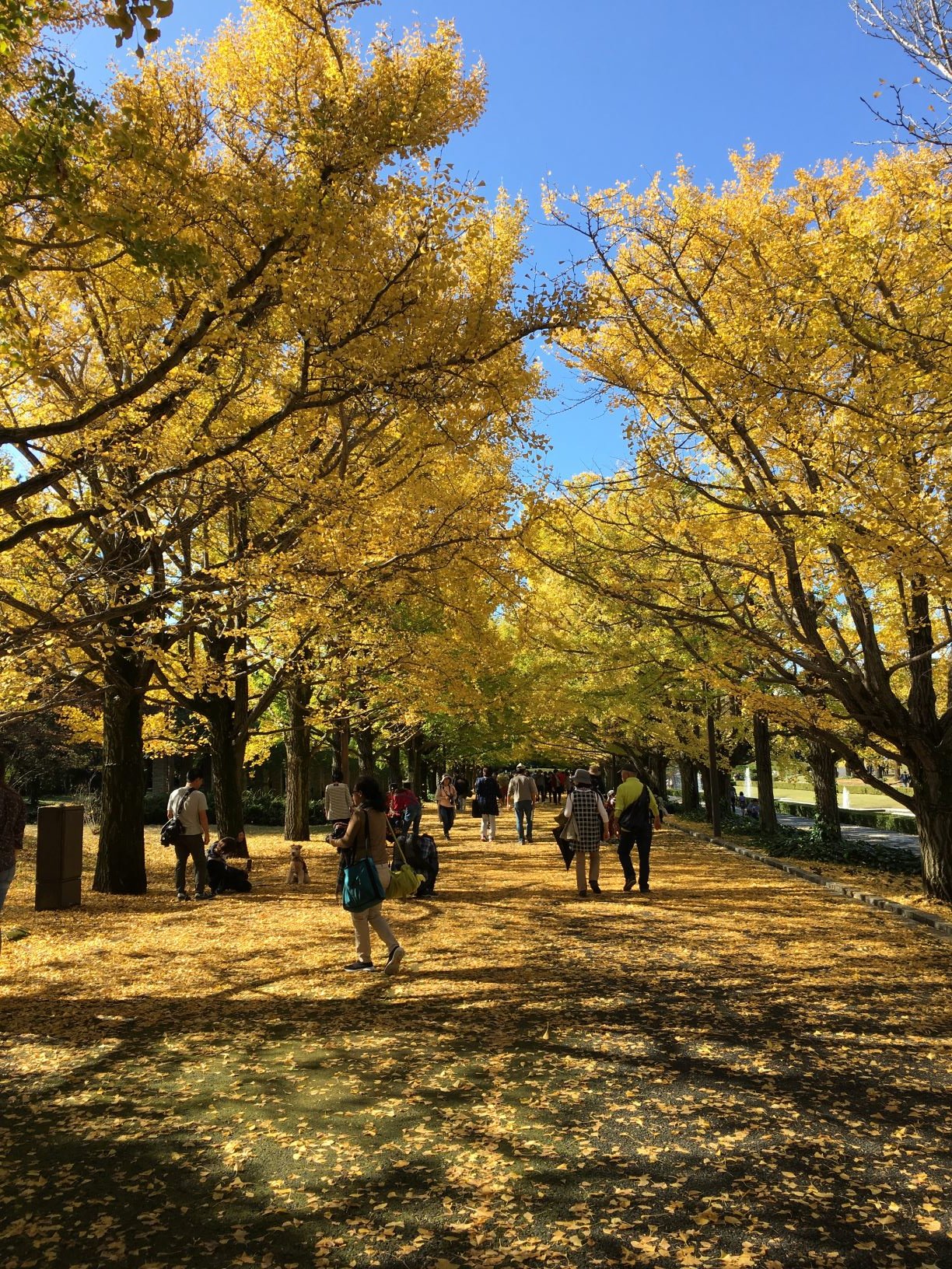 Showa park.JPG