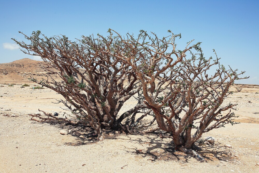 site_1010_0010-1000-667-20151105152055.jpg