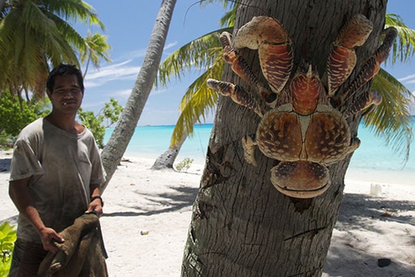 the-biggest-land-living-arthropod-in-the-world-coconut-crab-in-tree.jpg