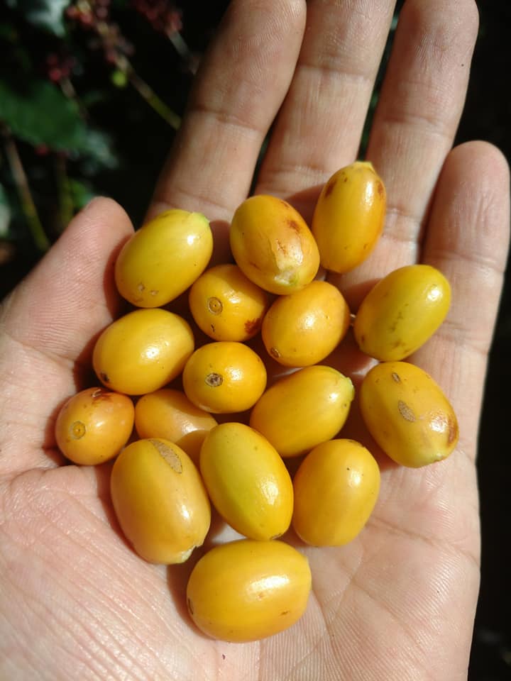 Yellow trai dai.jpg