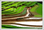 MuCangChai07_Ruong bac thang 11.jpg