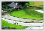 MuCangChai07_Ruong bac thang 13.jpg