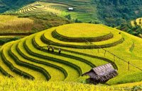 mu cang chai.jpg