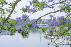 da-lat-mua-hoa-phuong-tim-3.jpeg