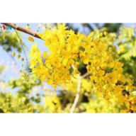 phamhongthuy