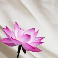 lotusfabric