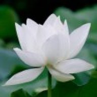 lotus_white
