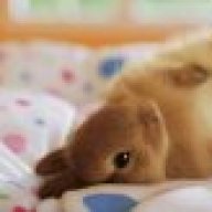 bunny911