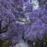 jacaranda2000