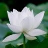 lotus_white