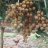 chanhtinh0905