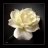 Florescence