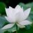 lotus_white