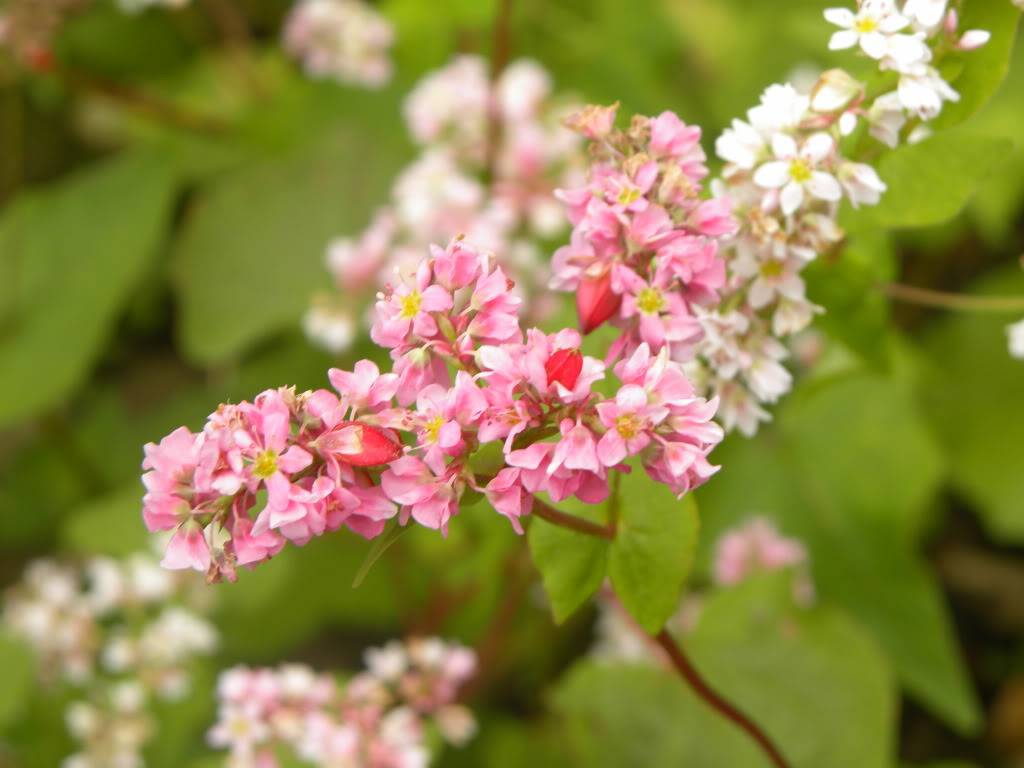 DSCN9630.jpg