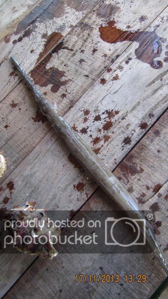 IMG_7898_zpsfc3808de.jpg