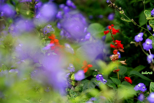 3078342601_9a9dac3d68.jpg