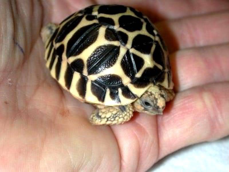 IndianStarTortoiseforweb.jpg