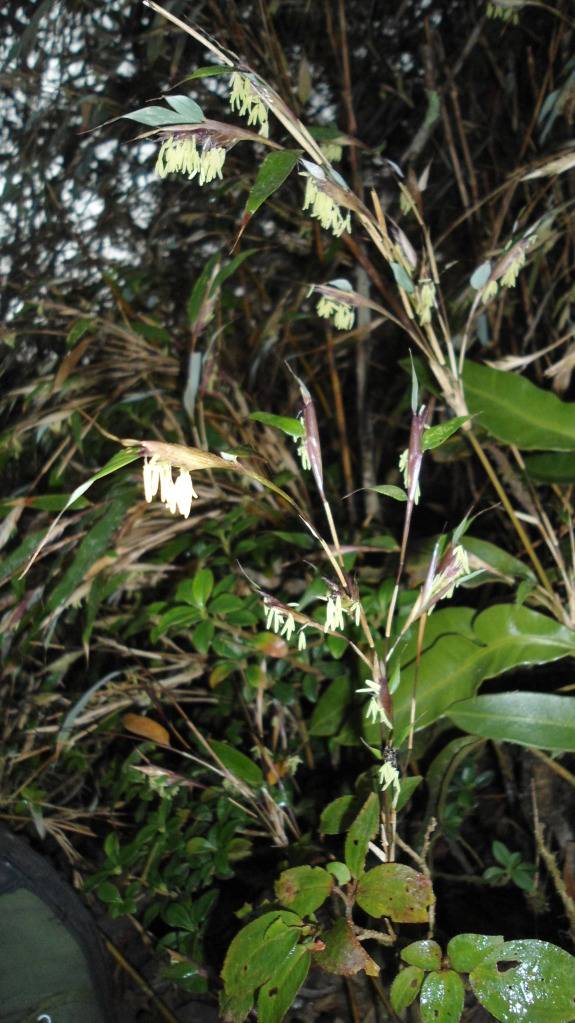 DSC04267-1.jpg