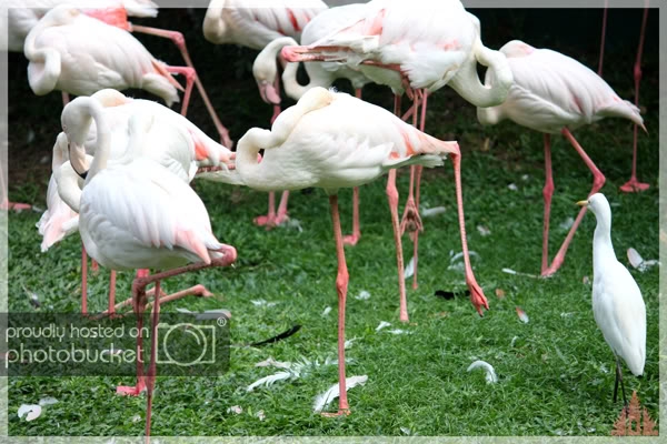 birdpark19.jpg