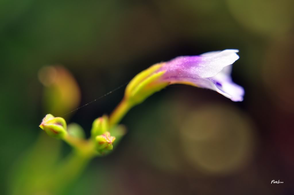 DSC_0068.jpg