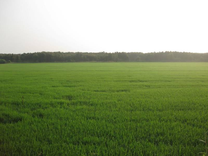 DongThapTET2011269.jpg
