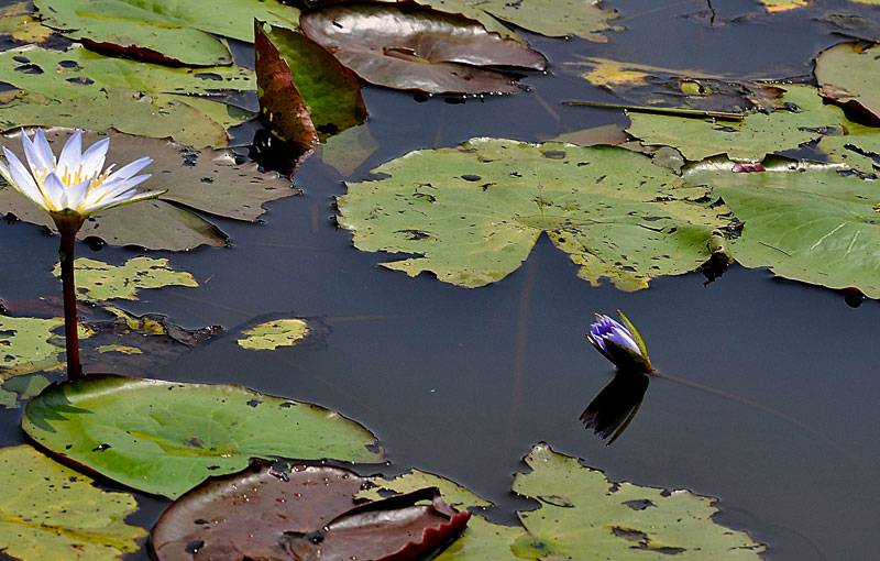 DSC_4556_zpsd7c048f1.jpg