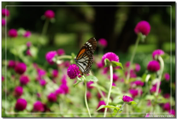 IMGP1041.jpg