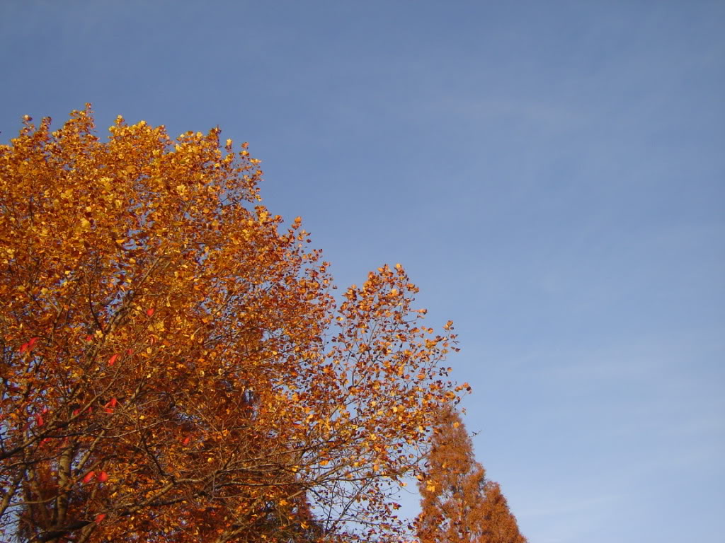 DSC08612.jpg