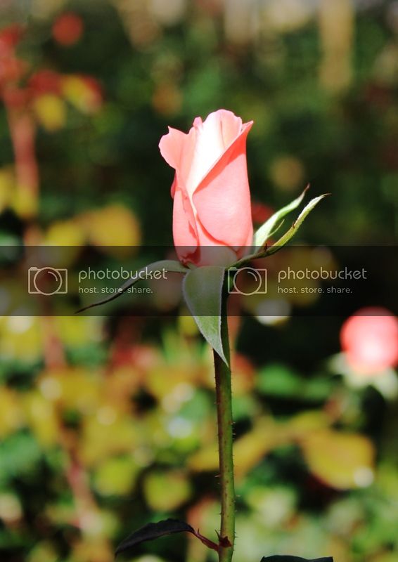 IMG_3017_zpse5f167e7.jpg