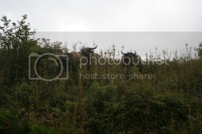IMG_4925_zps5662b431.jpg