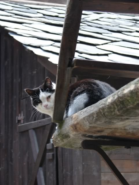 DSC09834.jpg