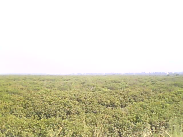IMG0088A.jpg