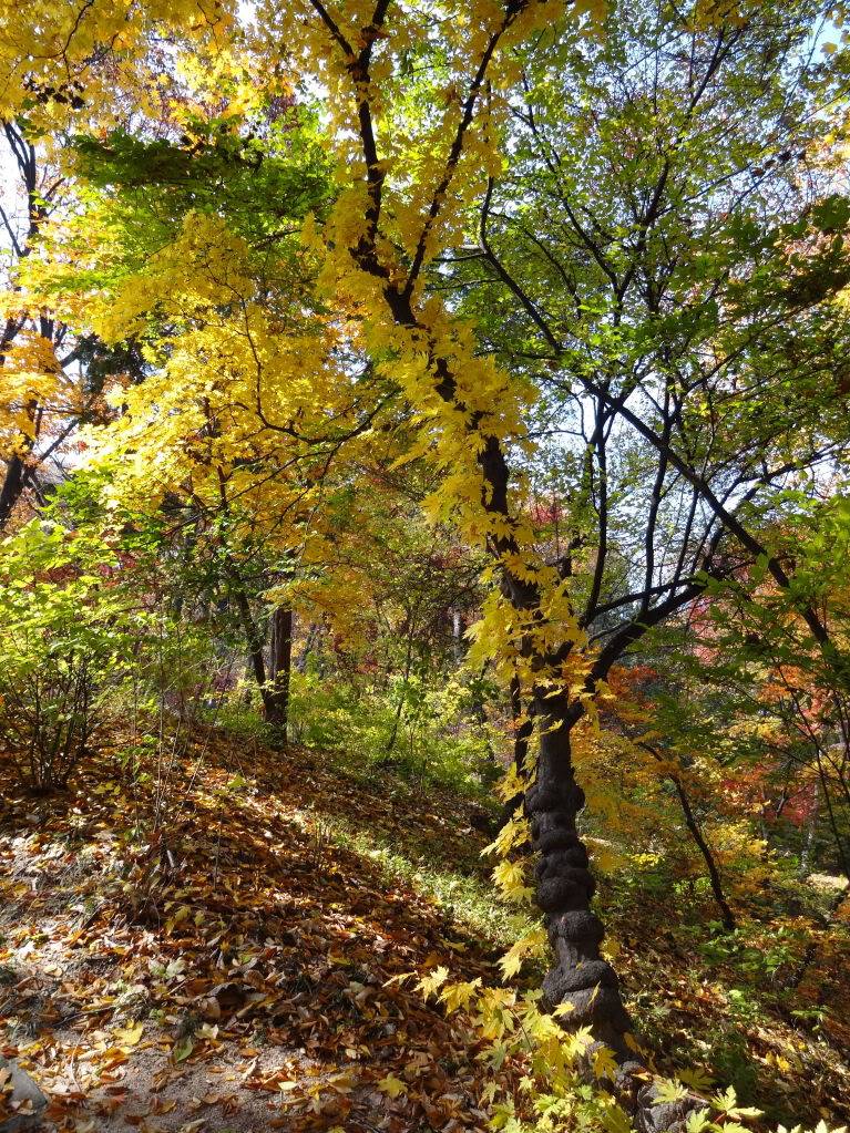 DSC00264.jpg