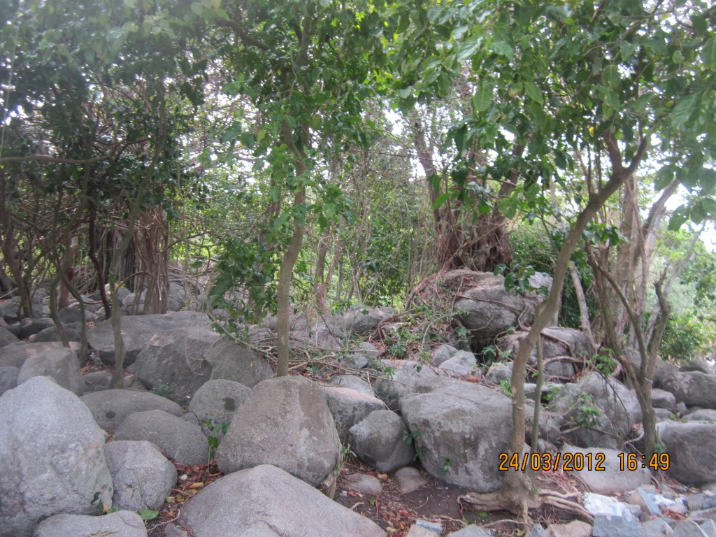 IMG_3950.jpg