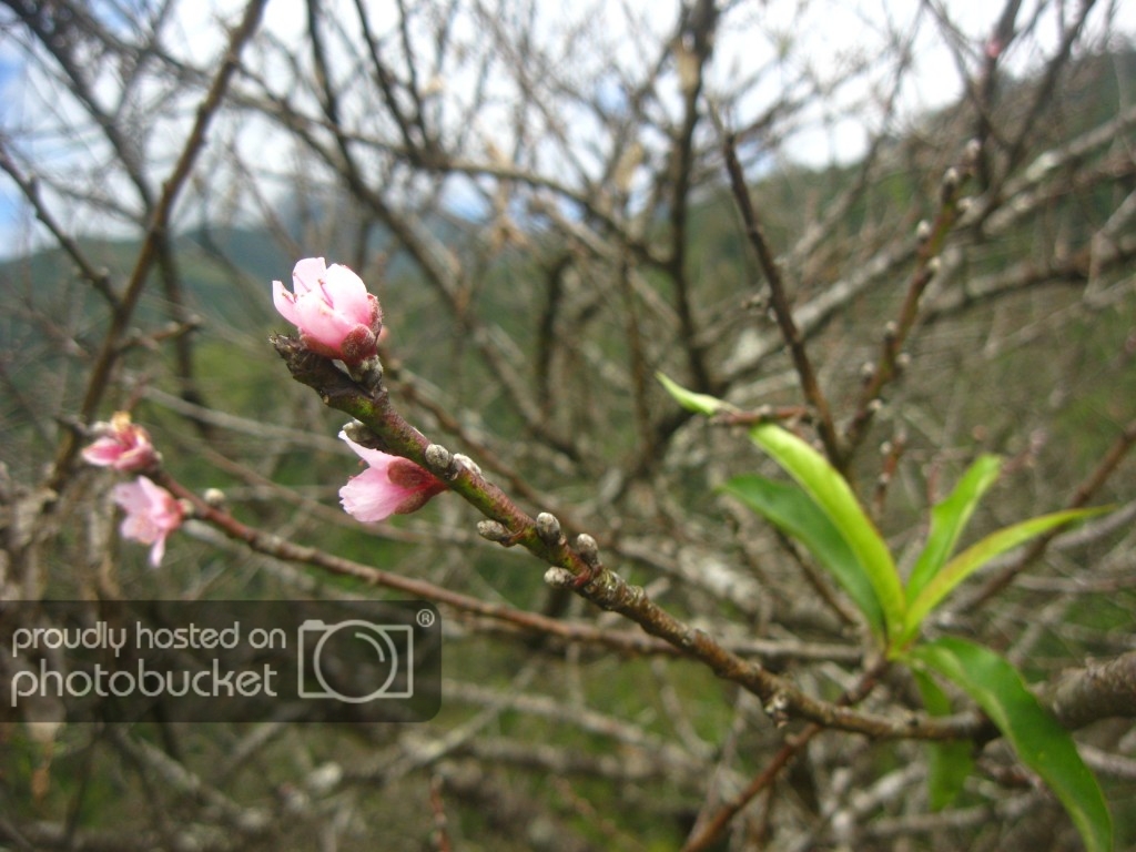 IMG_7544_zpsef4c9cc8.jpg