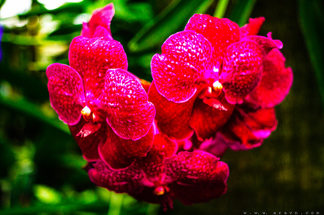 9625061145_7cd01f10ed_z.jpg