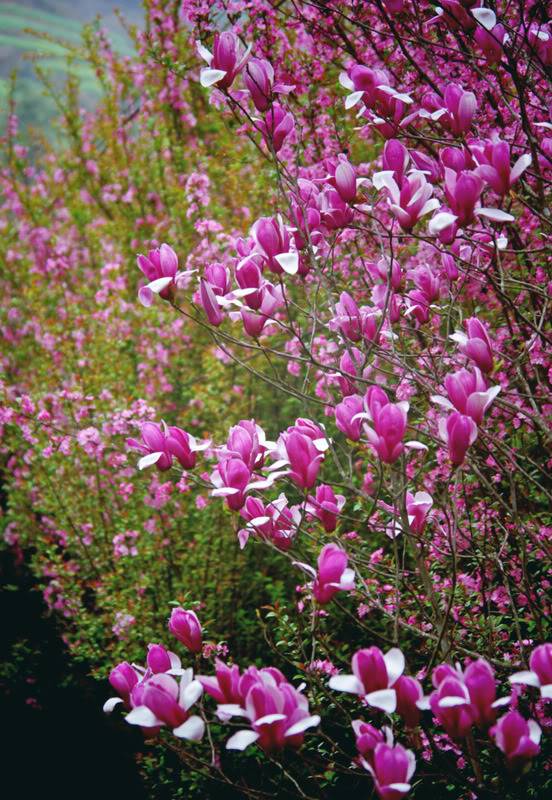 IMGP3010copy.jpg