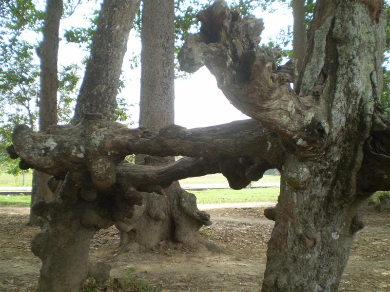 P1010521Medium.jpg