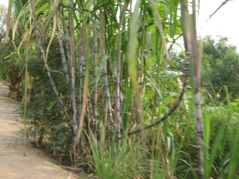 DongThapTET2011475.jpg