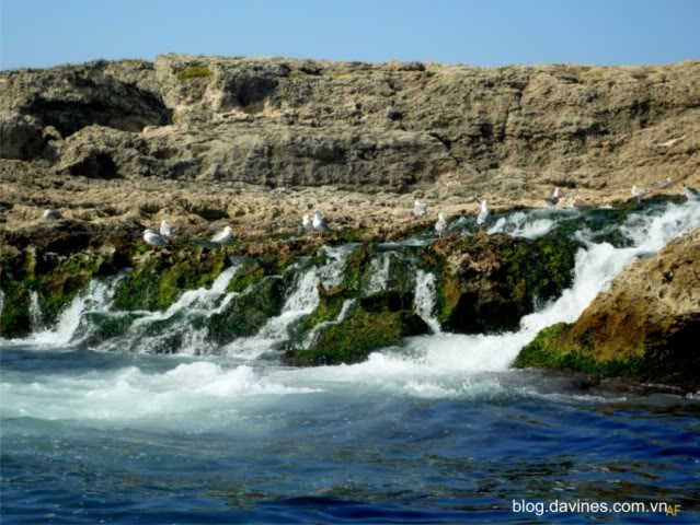 Seagullsnearwaterfalls.jpg