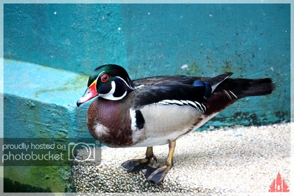 birdpark33.jpg