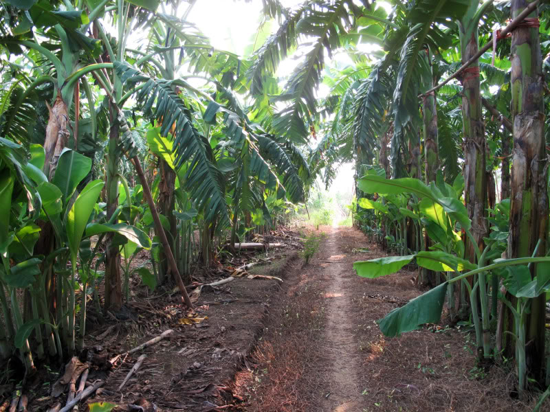sh29.jpg