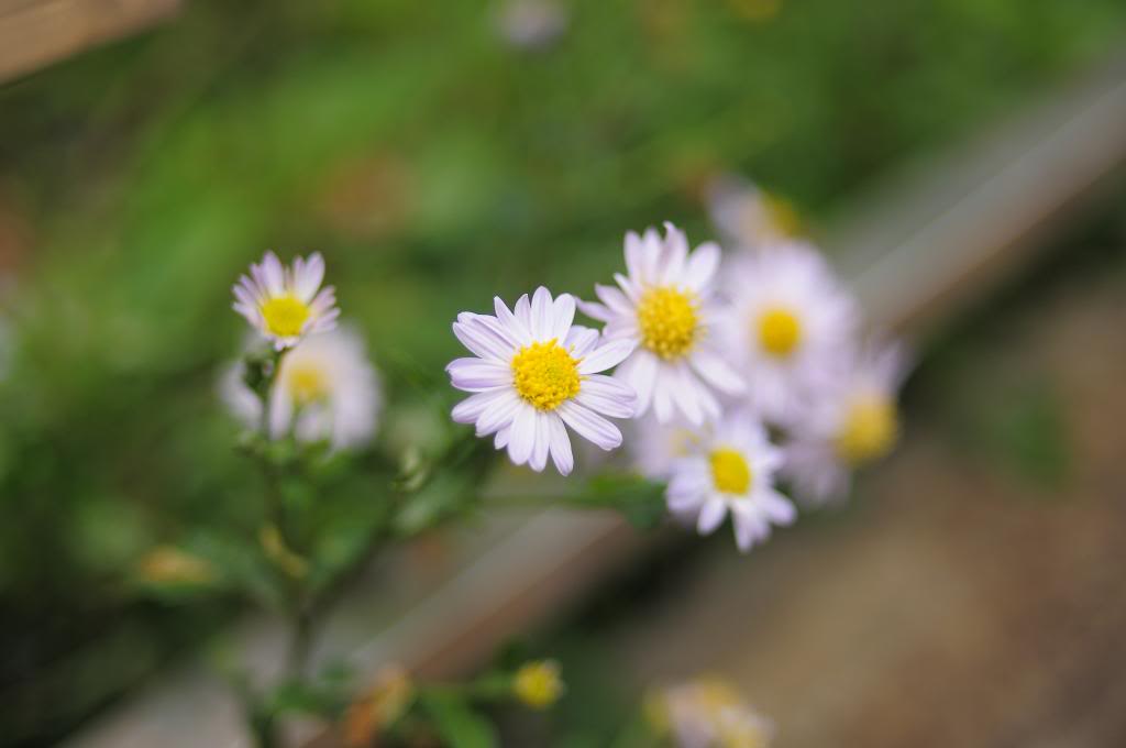 DSC_0446.jpg