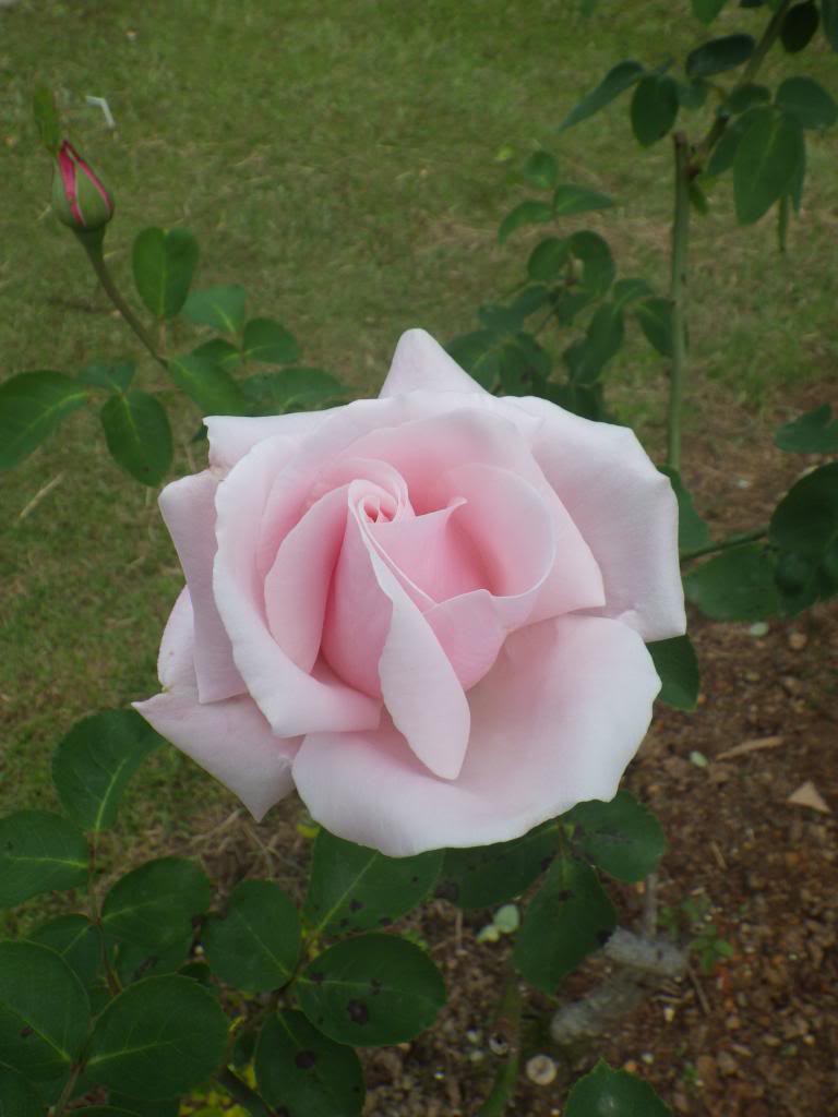 433_zps6540da36.jpg