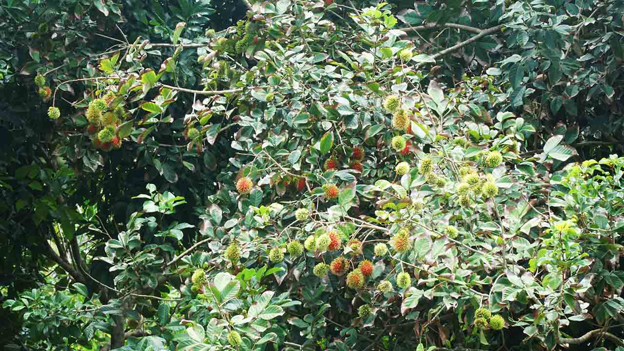 chom-chom-dang-chin.jpg