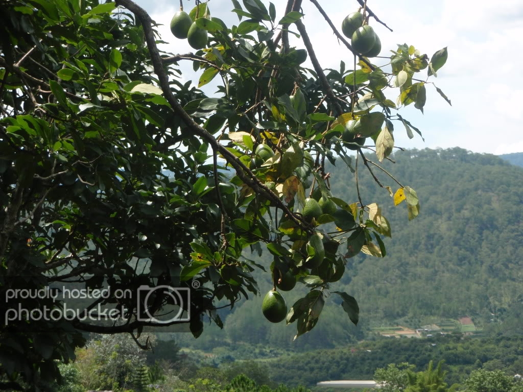 P1014180-1.jpg