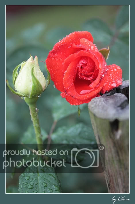 56-Rose.jpg