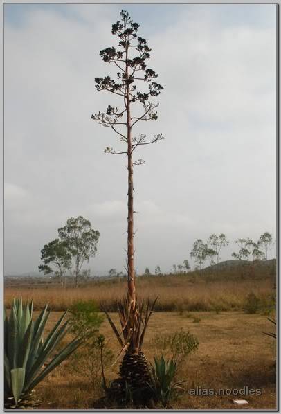 Lao_2009_6_0030.jpg