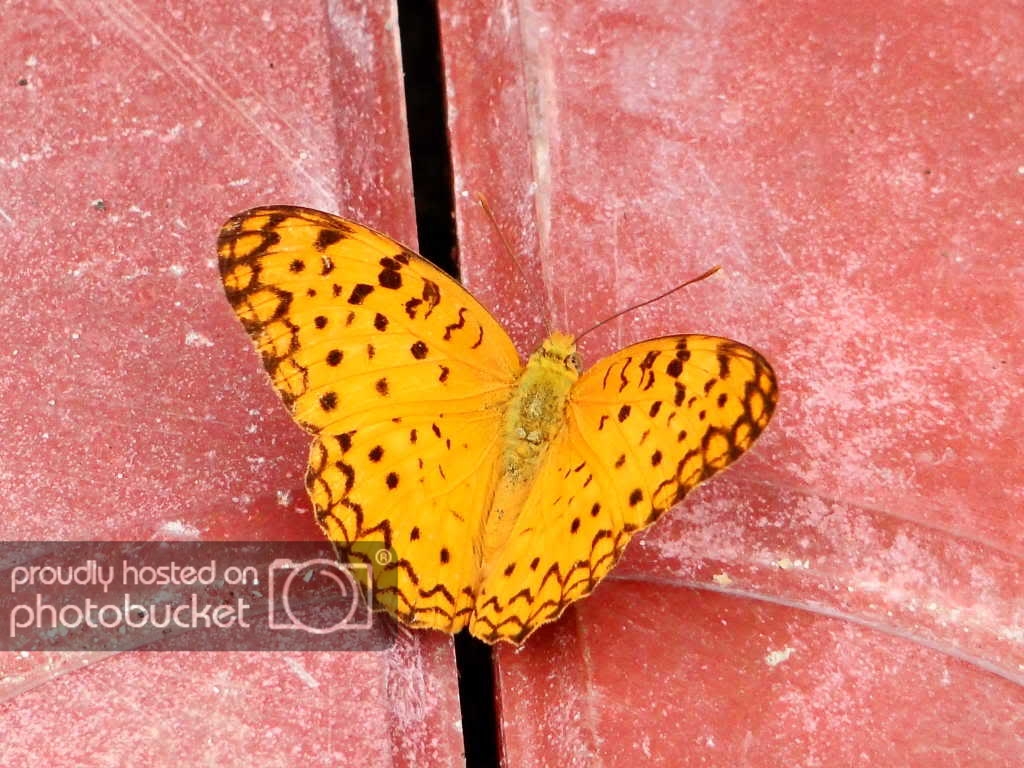 DSC04735.jpg