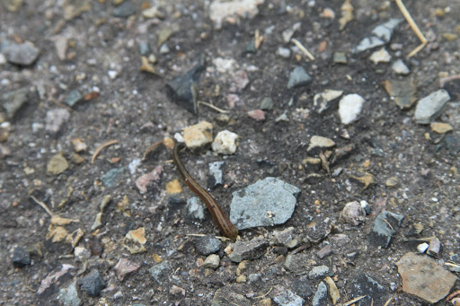 IMG_4272.JPG
